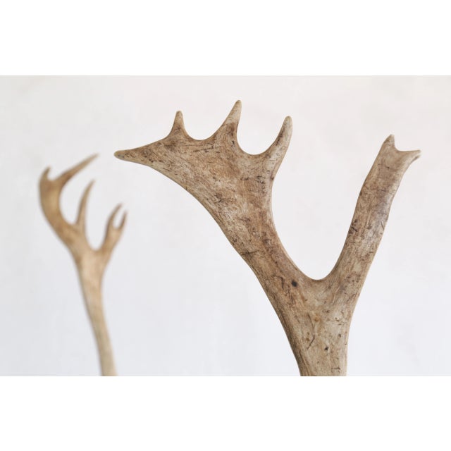 Scandinavian Reindeer Antlers From Northern Sweden, Ca 1990s For Sale - Image 4 of 9