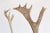 Scandinavian Reindeer Antlers From Northern Sweden, Vintage From 1990s For Sale - Image 4 of 9
