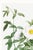 Green Cherokee Rose, Vintage Botanical Art Print Reproduction by Pierre-Joseph Redouté, 32" X 48" For Sale - Image 8 of 11