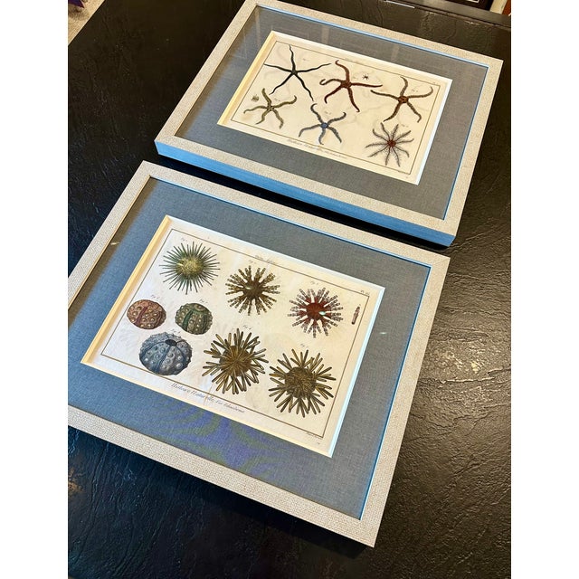 Starfish & Sea Urchins – Set of 2 Custom Framed – Antique Marine Life Engravings by Lamarck, Paris 1791 For Sale - Image 4 of 5