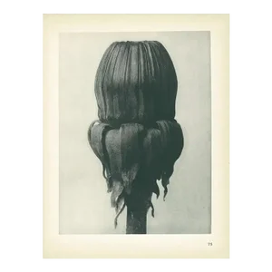 1928 Priest's Crown, Original Period Photogravure N75 by Karl Blossfeldt