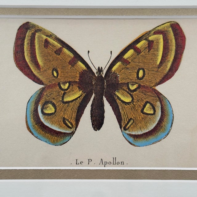 French Vintage Le P. Apollon Butterfly Natural History Print French Entomology For Sale - Image 3 of 7