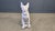 Vintage Concrete Guard Dog Sculpture, 1960s For Sale - Image 10 of 15