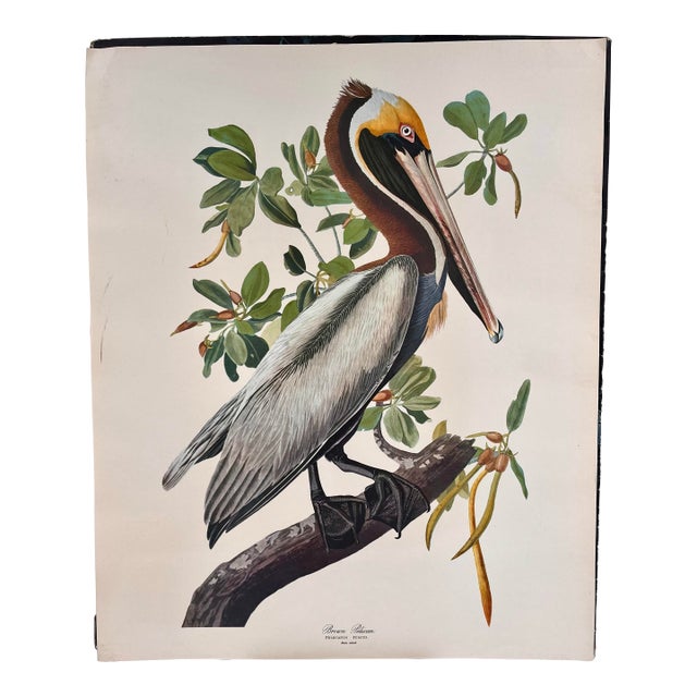 1964 Audubon Folio Lithograph Great Bird Paintings - "Brown Pelican" 17x14 For Sale