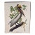 1964 Audubon Folio Lithograph Great Bird Paintings - "Brown Pelican" 17x14 For Sale
