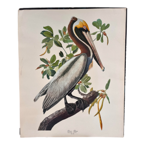 1964 Audubon Folio Lithograph Great Bird Paintings - "Brown Pelican" 17x14
