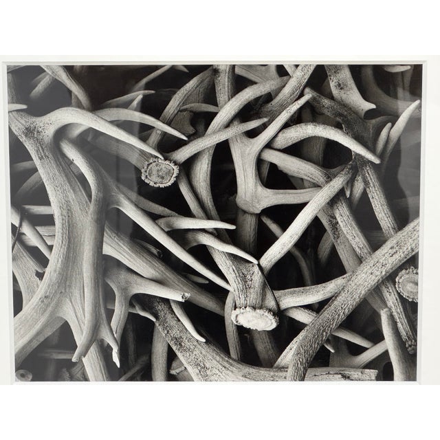 Late 20th Century Contemporary Antler Study Photograph, Signed For Sale - Image 5 of 12