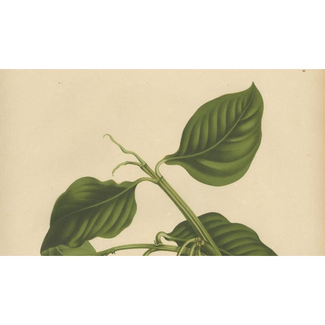 Berthe Hoola van Nooten, False Mangosteen, 1880, Chromolithograph For Sale - Image 3 of 9