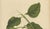 Berthe Hoola van Nooten, False Mangosteen, 1880, Chromolithograph For Sale - Image 3 of 9