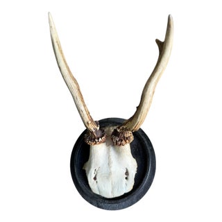 Roe Deer Trophy Rd713 Black Forest Antlers For Sale