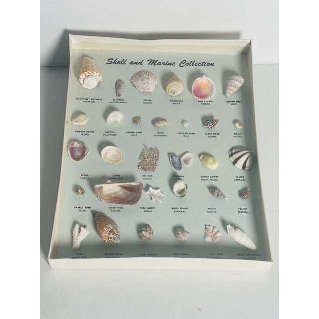 Coastal Vintage Sea Shell Collection Marine Specimens For Sale - Image 3 of 9