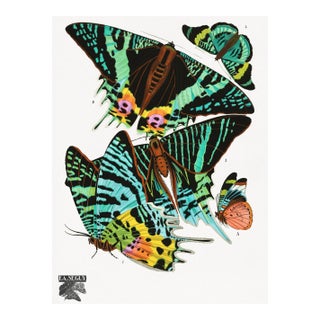 Vintage Butterfly Illustration, Art Deco Insect Print Reproduction, 1925, 18" × 24" For Sale