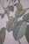1900s Set of 6 Rose Engraving Prints Artwork For Sale - Image 11 of 18