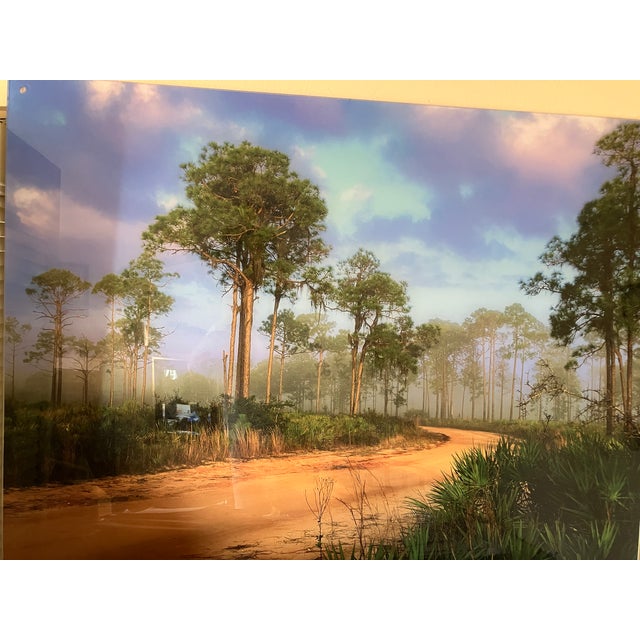 Old Florida; Highlands Hammock Park, Sebring Florida Photo Print, Pines and Palmetto. Four by Three Feet in Plastic For Sale - Image 17 of 18