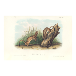 1851 Audubon Quadruped Octavo Lithograph "Plate 59 White Weasel Sloats"