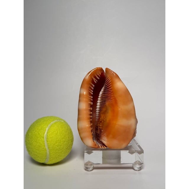 Coastal Red Helmet Tabletop Shell With Lucite Stand For Sale - Image 10 of 11