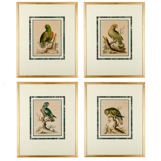 Antique Parrot Engravings by George Edwards - - Set of4