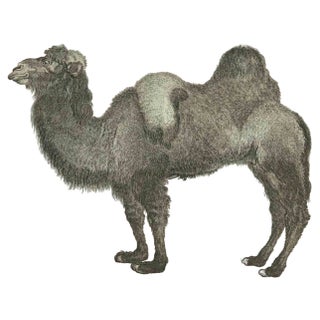 Jean Charles Baquoy, Le Chameau, Etching, 1771 For Sale