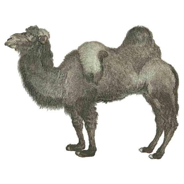 Jean Charles Baquoy, Le Chameau, Etching, 1771 For Sale