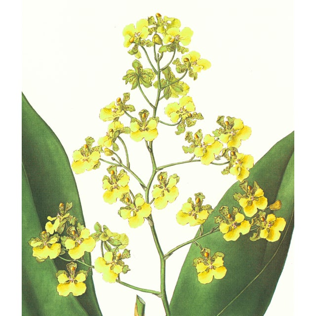 Limited edition reproduction print of one of the most famous botanical works ever produced, "The Orchidaceae of Mexico and...