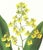 Limited edition reproduction print of one of the most famous botanical works ever produced, "The Orchidaceae of Mexico and...