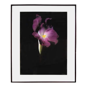 Fuschia Wild Ginger (Large), Jonathan Singer, Photography