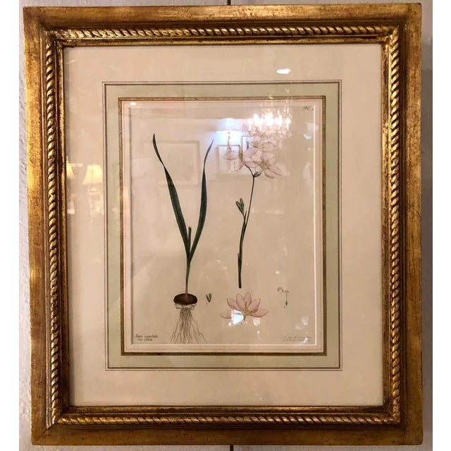 Paper Two of the Hand Colored Botanist Repository Series 1797 Andrews, Henry 'British' For Sale - Image 7 of 13