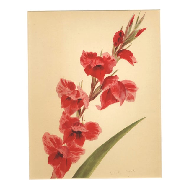 1940 French Botanical by Arlette Davids- Gladiola, Matted For Sale