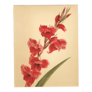 1940 French Botanical by Arlette Davids- Gladiola, Matted