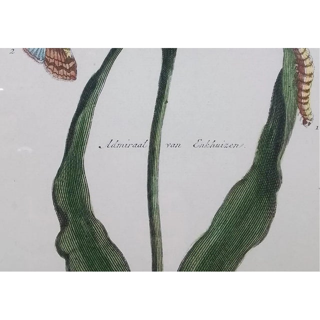 English Antique Botanical Print Admiral Van Enkhuizen Tulip by Paul Theodor Van Brussel For Sale - Image 3 of 3