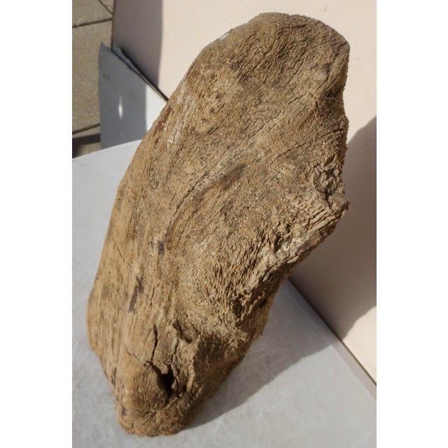 Large Petrified Wood Log For Sale - Image 13 of 13
