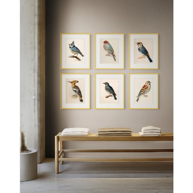19th-Century Bird Illustrations — Fine Art Print Collection | Unframed For Sale - Image 16 of 17