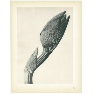 1928 Karl Blossfeldt Original Period Photogravure N58 of Aristolochia Clematitis For Sale