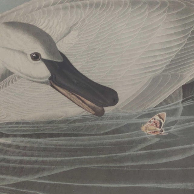Black John James Audubon Art Print - Trumpeter Swan For Sale - Image 8 of 10