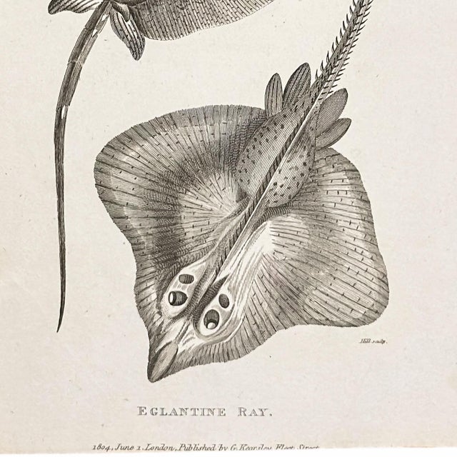 English 1804 Stingray Engraving | George Shaw Antique Nautical Print For Sale - Image 3 of 5