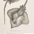 English 1804 Stingray Engraving | George Shaw Antique Nautical Print For Sale - Image 3 of 5