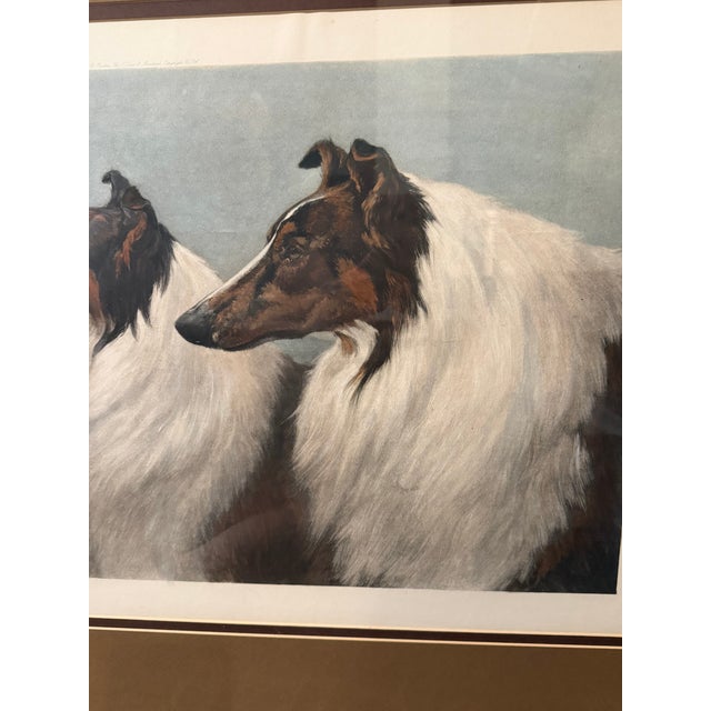 Early 20th Century 1901 Maud Earl “Four by Honours” Large Framed Collie Dog Print For Sale - Image 5 of 15