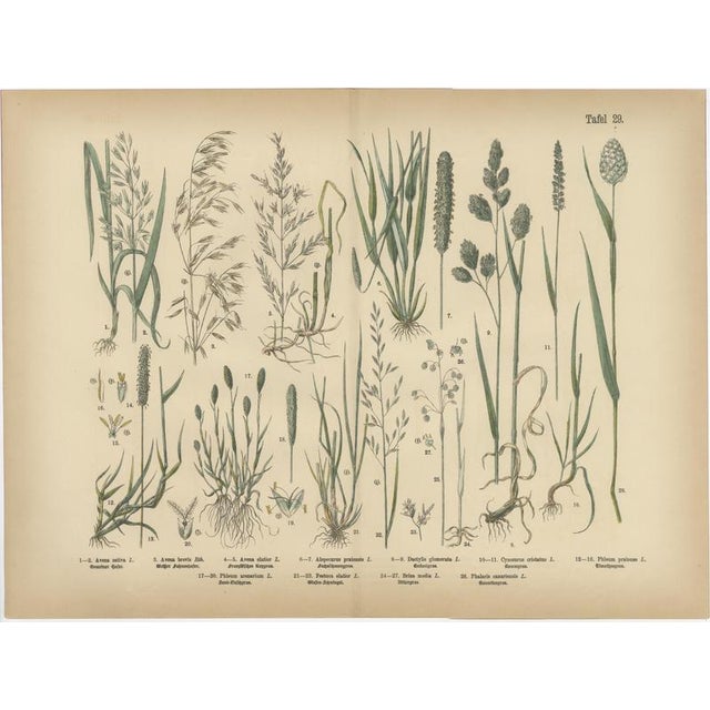 Antique Botanical Charts of German Flora & Orchids Atlas, Stuttgart, 1885, Set of 6 For Sale - Image 3 of 9