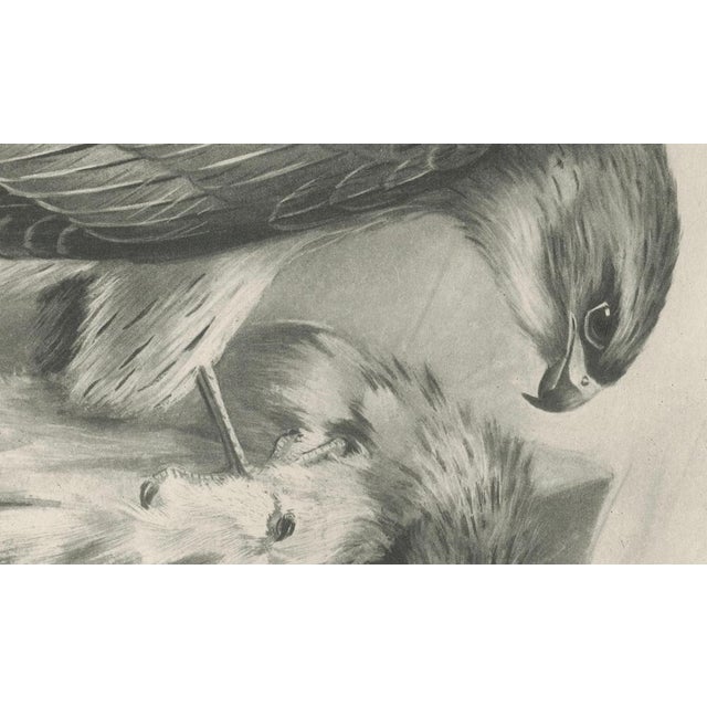 Beige Antique Merlin Falcon with Prey Print by Lilian M. Medland, 1908 For Sale - Image 8 of 10