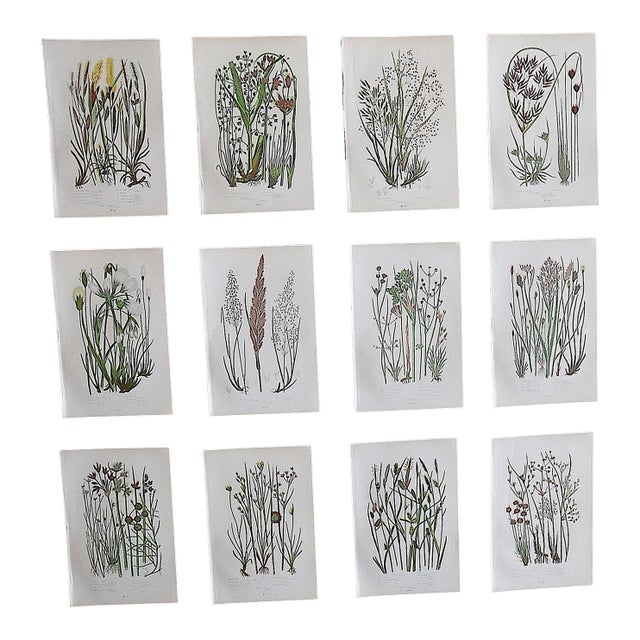 Antique 19th Century Botanical Lithographs - Set of 12 For Sale