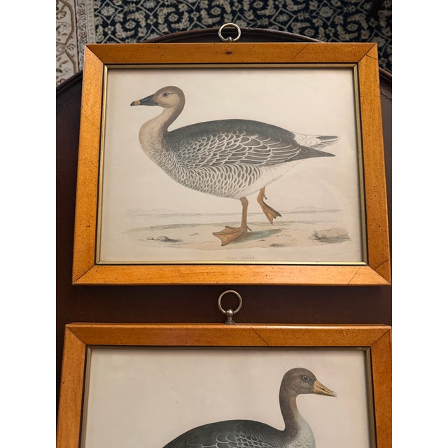 The product is a pair of antique framed prints featuring original artwork by Beverly Morris, depicting a Bean Goose and a...