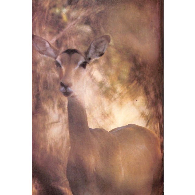 Paper "Sand Rivers" 1981 Matthiessen, Peter For Sale - Image 7 of 10