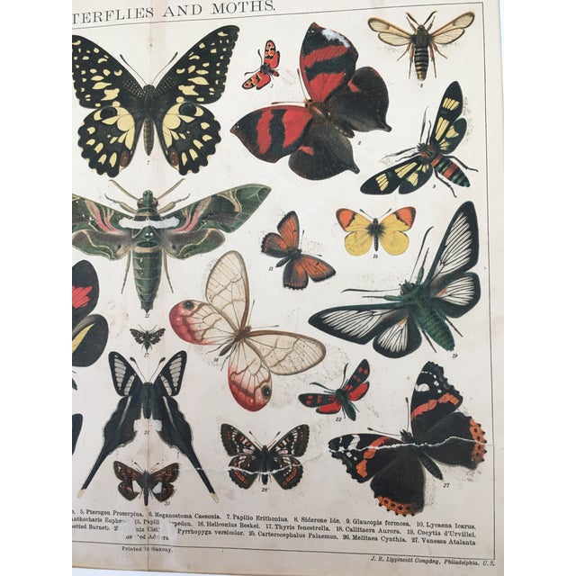 Mid 19th Century Moths, Natural History Colored Lithograph. Circa 1869 For Sale - Image 5 of 13