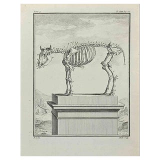 Jean Moitte, Skeleton, Etching, 1771 For Sale