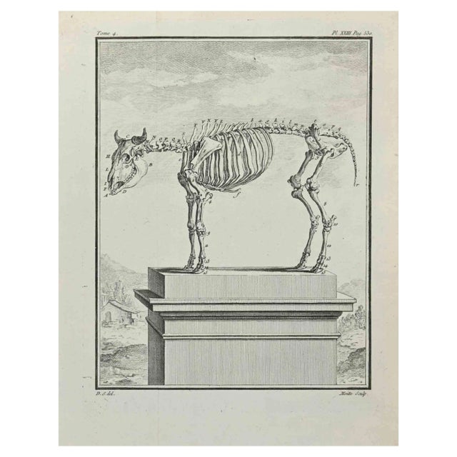Jean Moitte, Skeleton, Etching, 1771 For Sale
