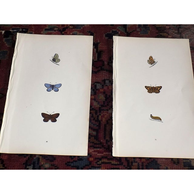 Antique 19th Century Hand Colored Butterfly Lithographs - Set of 12 For Sale - Image 4 of 12