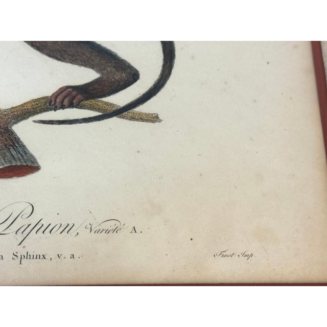 Set of 4 Hand-Colored French Primate Engravings by Jean-Baptiste Audebert For Sale - Image 15 of 18