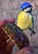 Staffordshire Beswick Staffordshire “Blue Tit” Ceramic Figurine For Sale - Image 4 of 6