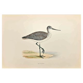 Alexander Francis Lydon, Greenshank, Woodcut Print, 1870 For Sale