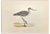 Alexander Francis Lydon, Greenshank, Woodcut Print, 1870 For Sale